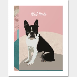 Alert Boston Terrier. Posters and Art